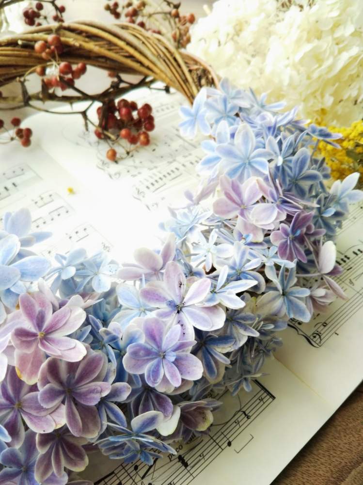 アナベル漂白の投稿画像 By 紫陽花さん 癒しの時間と紫陽花万華鏡と紫陽花が好き と花のある風景と咲いてくれてありがとう と出会いに感謝 と花壇作り21と花のある暮らしとサンキライのリースとミモザの ドライフラワーと21紫陽花祭り 青 21月7月10日