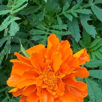 マリーゴールド オレンジの投稿画像一覧 Greensnap グリーンスナップ