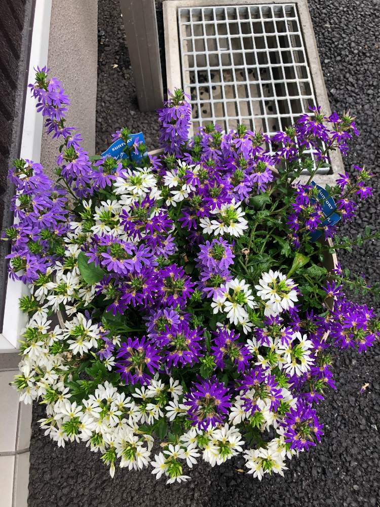 サンクエールの投稿画像 By いっとさん 寄せ植えとサンフラマニアとサントリー フラワーズと季節の花とガーデニング3ヶ月目とガーデニング初心者とサンク エールとマグァンプkと成長記録とサンフラびとと花のある暮らしと園芸初心者とガーデニング一年生と寄せ植えと