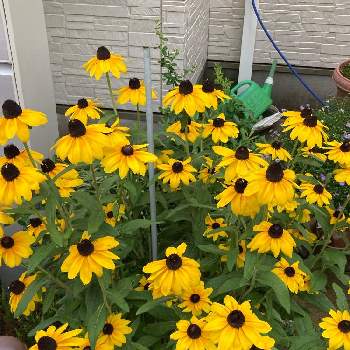 オオハンゴンソウ属の投稿画像一覧 Greensnap グリーンスナップ