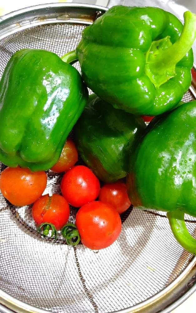 ミニトマトの投稿画像 By りみとマッキーさん ピーマンとありがとうと小さい畑といつのまにか 21月7月10日 Greensnap グリーンスナップ