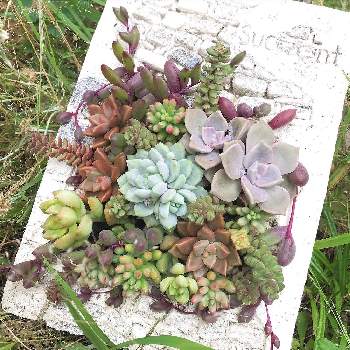ブック型プランターの画像 by Lin*さん | 多肉植物とブック型プランターと多肉女子と鉢植えと花のある暮らしとバルコニスト