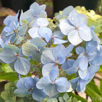 水色の花の投稿画像一覧 Greensnap グリーンスナップ