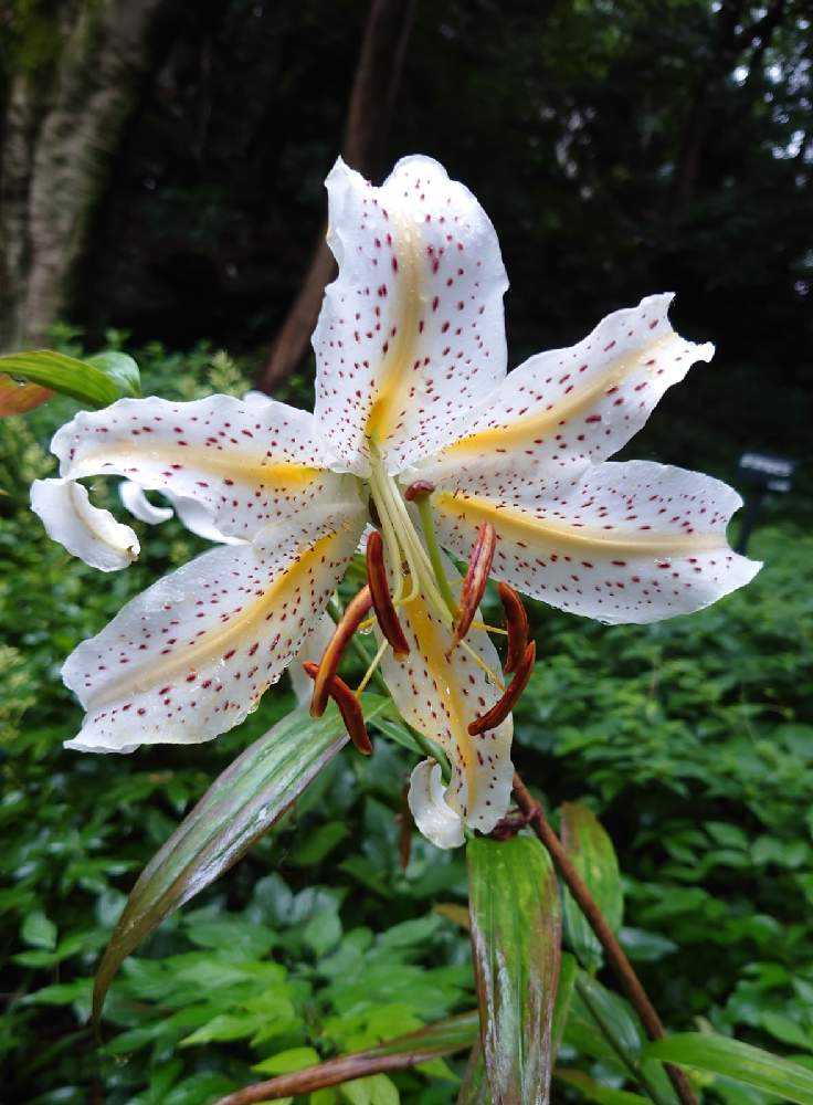 目黒自然教育園、夏の山野草♪②｜🍀GreenSnap（グリーンスナップ）