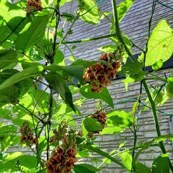 アピオスの花の投稿画像一覧 Greensnap グリーンスナップ アピオスの花の投稿画像一覧 Greensnap グリーンスナップ