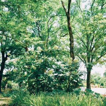 大泉緑地公園の画像 by こらんだむさん | お出かけ先と大泉緑地公園とGS映え