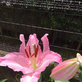 カサブランカ　ピンクの画像 by OSさん | バルコニー/ベランダとカサブランカ　ピンクと初心者ですと無加工と植物のある暮らしとマンション住まい1F庭つきと初心者と癒しと綺麗とおうちで飾る花と可愛いと花のある暮らしとマンション暮らしとお花とマンションの庭とiPhone撮影