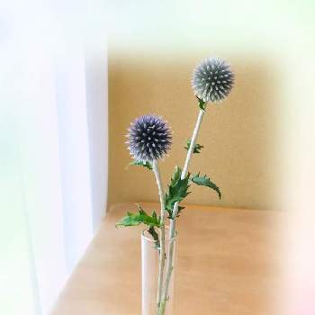 投げ入れの投稿画像一覧 Greensnap グリーンスナップ