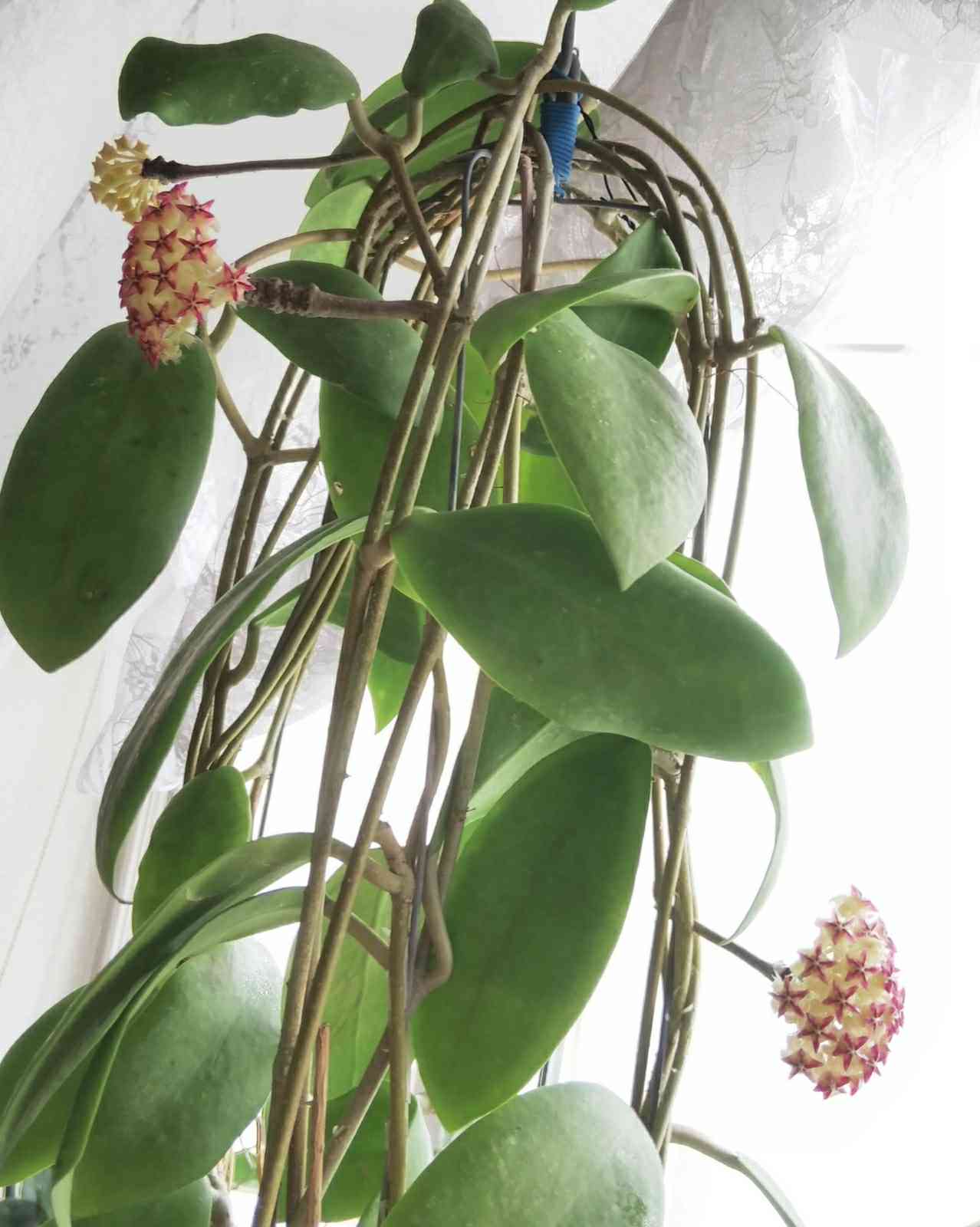 ホヤ ミンドレンシスの一覧｜🍀GreenSnap（グリーンスナップ）