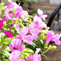 花のある暮らし,玄関前,スーパートレニアカタリーナ,スーパートレニア カタリナ ピンクリバー,❇︎スーパートレニアカタリーナ❇︎の画像