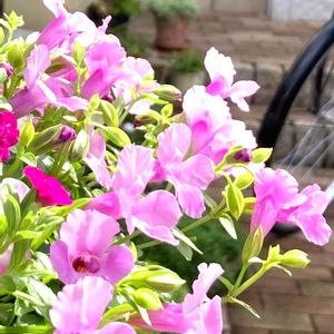 花のある暮らし,玄関前,スーパートレニアカタリーナ,スーパートレニア カタリナ ピンクリバー,❇︎スーパートレニアカタリーナ❇︎の画像