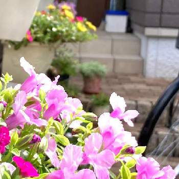 飛び出し注意の画像