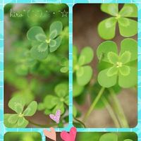 ウォータークローバーの育て方 水の管理方法は 肥料の与え方は Greensnap グリーンスナップ