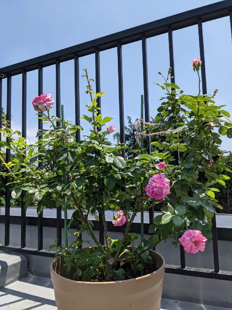 バラの投稿画像 By リオさん ジャスミーナとつるバラと花のある暮らしとピンク ピンクとばら バラ 薔薇 21月7月10日 Greensnap グリーンスナップ
