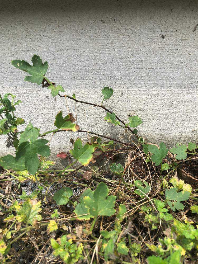 マルバストラム   確認用です（╹◡╹）♡ マルバストラムとは｜育て方がわかる植物図鑑｜みんなの趣味の