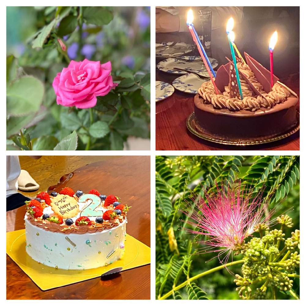 ネムノキの投稿画像 By ゆうちゃんさん バラとバースデーケーキ 21月7月10日 Greensnap グリーンスナップ ネムノキの投稿画像 By ゆうちゃんさん バラとバースデーケーキ 21月7月10日 Greensnap グリーンスナップ