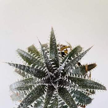 ウォーターマークの投稿画像一覧 Greensnap グリーンスナップ