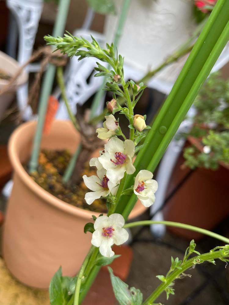 鉢植えの投稿画像 By R123さん 多年草 21月7月10日 Greensnap グリーンスナップ