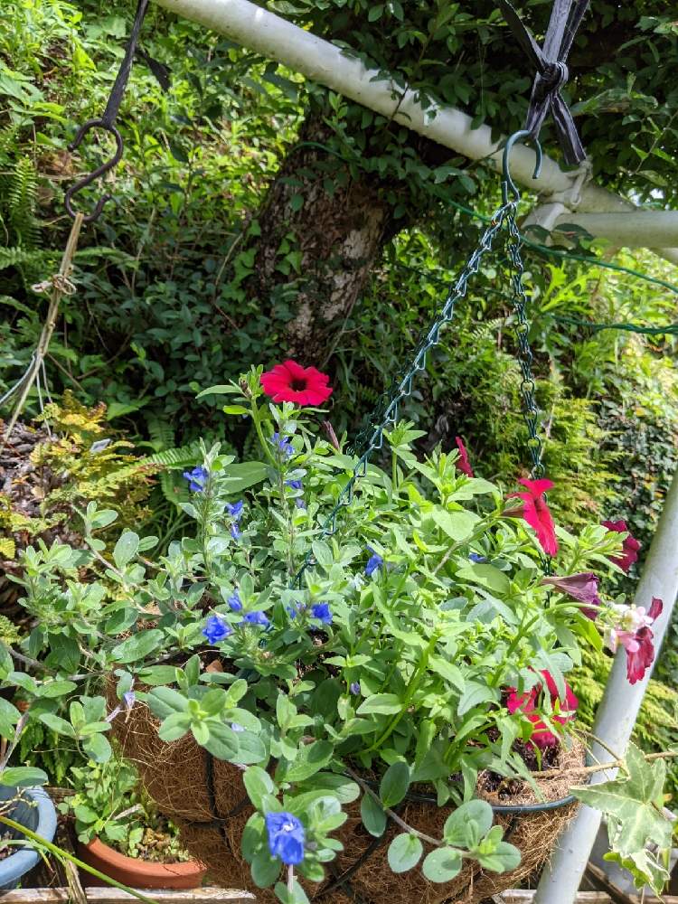 庭散歩の投稿画像 By サシキ姫さん ハンキングと一休みと風に揺れる花とおうち園芸とお花とり散歩と家の庭風景と雨上がり 21月7月10日 Greensnap グリーンスナップ