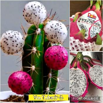 多肉植物,実生,ケープバルブ,冬型球根,実生の愉しみの画像