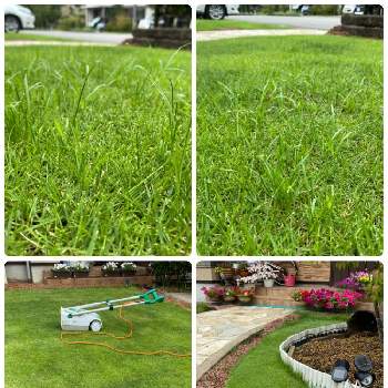 姫高麗芝の投稿画像一覧 Greensnap グリーンスナップ