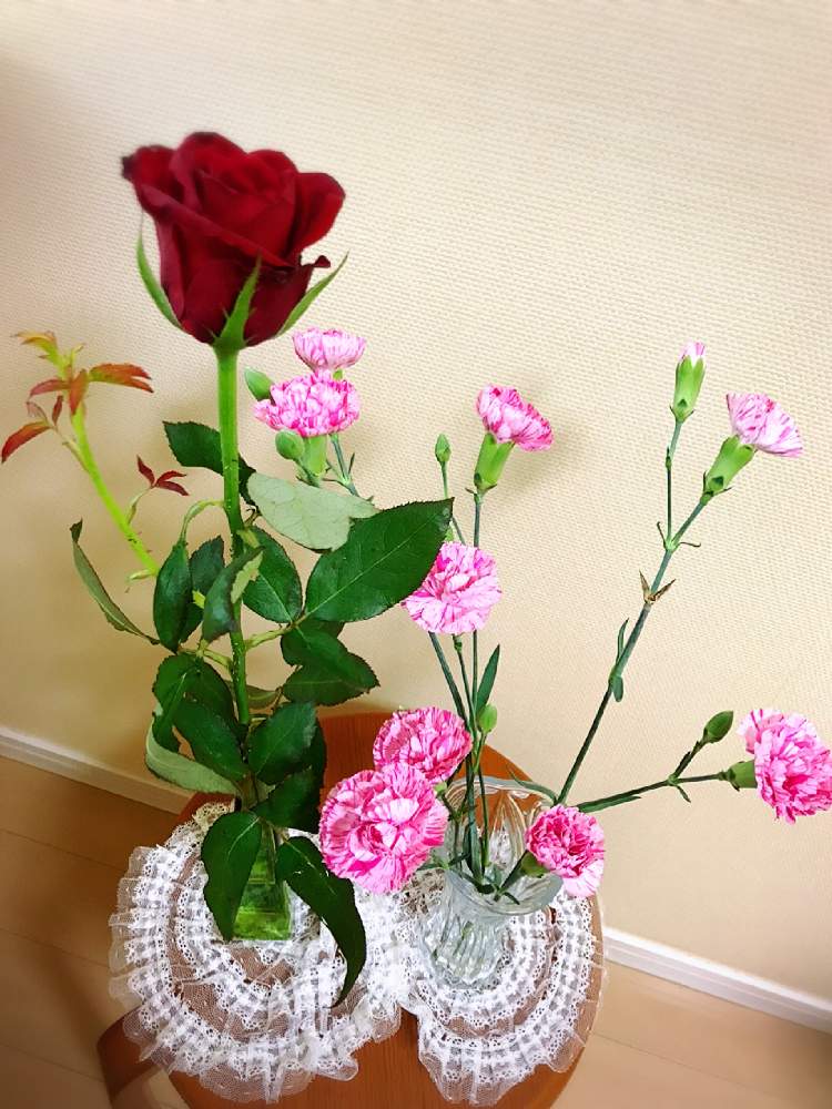 カーネーションの投稿画像 By Oriさん 薔薇と愛が溢れている と愛があれば大丈夫 と瑠璃色の地球 とありがとうおめでとうとお母さんありがとうと今日は新月 21月7月10日 Greensnap グリーンスナップ カーネーションの投稿画像 By Oriさん 薔薇と愛が溢れている と愛があれば大丈夫 と瑠璃色の地球 とありがとうおめでとうとお母さんありがとうと今日は新月 21月7月10日 Greensnap グリーンスナップ