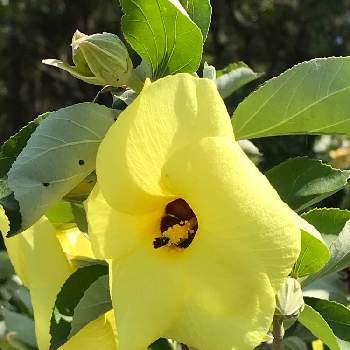 ユウナの投稿画像一覧 Greensnap グリーンスナップ