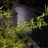 レモンティーツリーの育て方 苗の植え方は 虫除けになるって本当 Greensnap グリーンスナップ レモンティーツリーの育て方 苗の植え方は 虫除けになるって本当 Greensnap グリーンスナップ