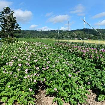ジャガイモ栽培の画像 by まるちゃんさん | 畑と北の大地北海道とジャガイモ栽培とバラと夢CLUBと花のある暮らしと北海道