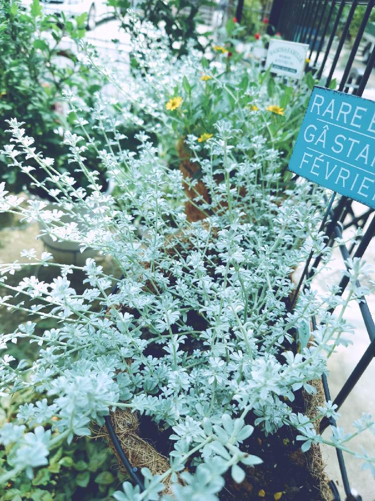 ロータス クレティクスの投稿画像 By Rinranmomさん 小さな庭とシルバーリーフと大事に育てたいとつよい子とシルバーリーフと大事に育てたいとつよい子 21月7月10日 Greensnap グリーンスナップ Greensnap グリーンスナップ