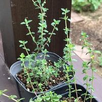 レモンタイムの育て方 日当たり加減や種まきの時期は Greensnap グリーンスナップ レモンタイムの育て方 日当たり加減や種まきの時期は Greensnap グリーンスナップ