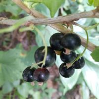 カシス 黒すぐり の育て方 鉢植えでも栽培できる 収穫や剪定 挿し木の方法は Greensnap グリーンスナップ カシス 黒すぐり の育て方 鉢植えでも栽培できる 収穫や剪定 挿し木の方法は Greensnap グリーンスナップ