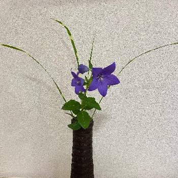 籠花入の投稿画像一覧 Greensnap グリーンスナップ