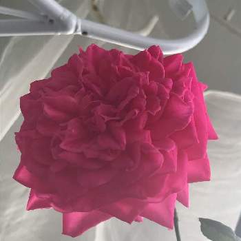 つるバラ パレードの投稿画像一覧 Greensnap グリーンスナップ