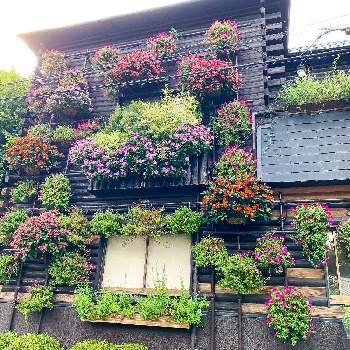 the Farm UNIVERSAL 大阪の画像 by marjoramさん | お出かけ先とピンクの花と夏の花とおうち園芸と出掛け先とthe Farm UNIVERSAL 大阪とサンパチェンス☆