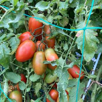 トマト ローマの画像 by dp106さん | 畑とトマト ローマと家庭菜園とおうちde菜園とおうち園芸とトマト栽培と調理用トマト