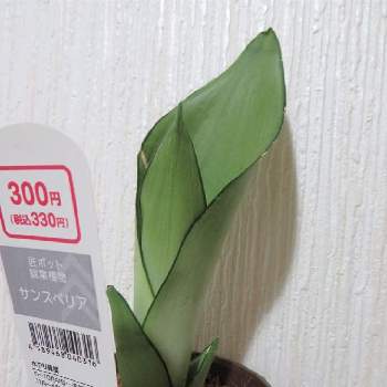 ダイソー300円観葉植物の投稿画像一覧 Greensnap グリーンスナップ