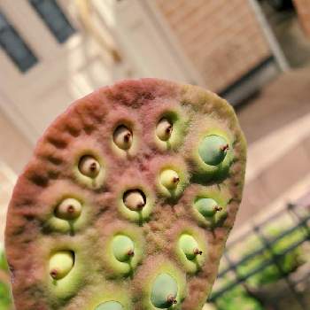 蓮の花托 の投稿画像一覧 Greensnap グリーンスナップ