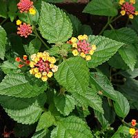 ランタナの画像