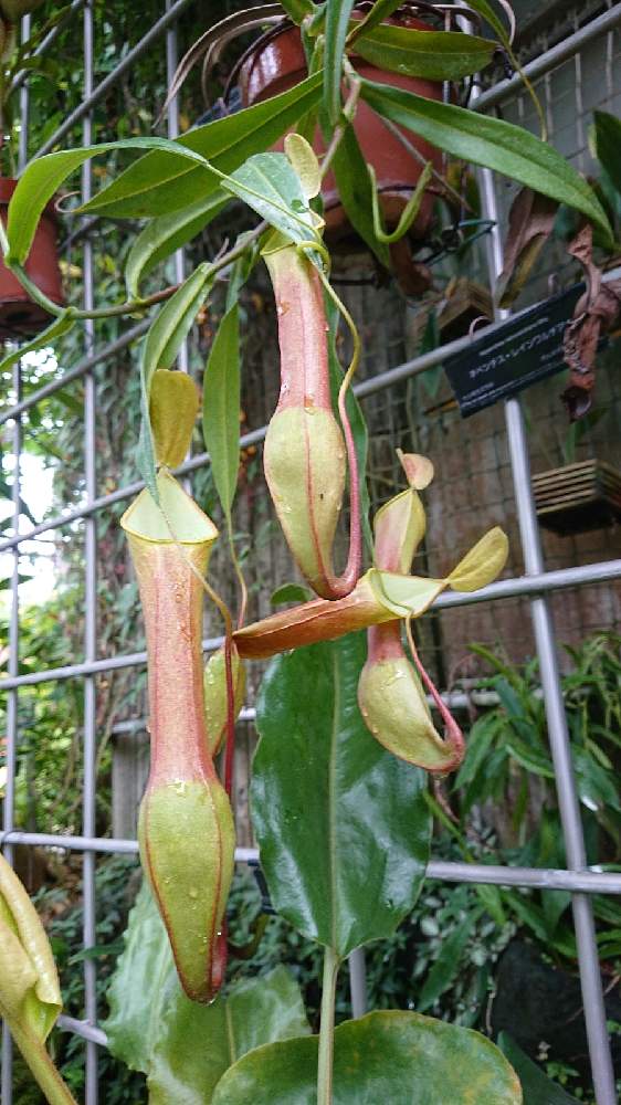 咲くやこの花館 虫を食べる植物展21 Greensnap グリーンスナップ