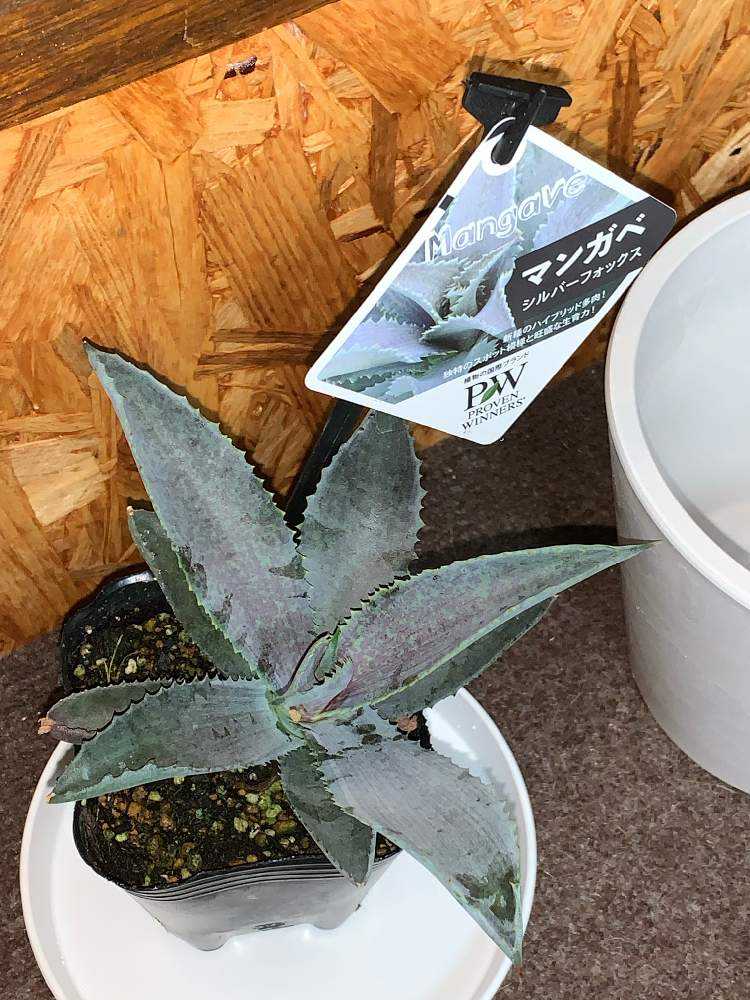 アガベ　確認用 私のアガベコレクションと新入りちゃん | ブログ版