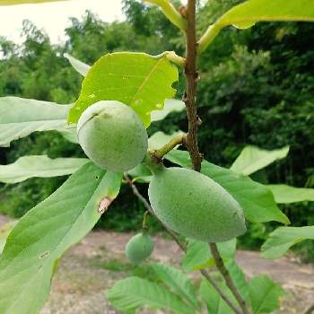 ポポーの果実の投稿画像一覧 Greensnap グリーンスナップ