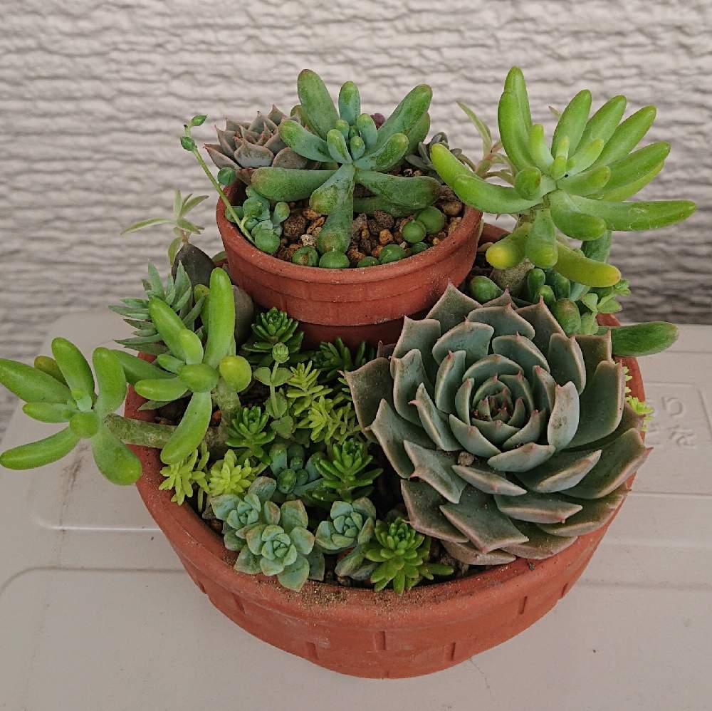 乙女心の投稿画像 By Noncoさん 八千代とマーガレットレッピンと多肉植物と多肉植物初心者と寄せ植えもどき 21 月7月11日 Greensnap グリーンスナップ