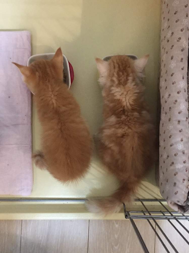 Diy 猫のゲージ 手作り開始 Greensnap グリーンスナップ