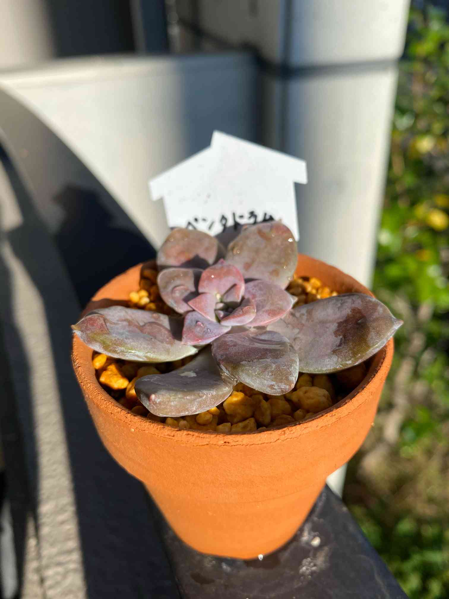 専用　ペンタンドラム錦覆輪　珊瑚錦　サファイア錦　青竜錦他　輸入苗　多肉植物 多肉植物ペンタドラム錦 専用 ペンタンドラム錦覆輪 珊瑚錦 サファイア