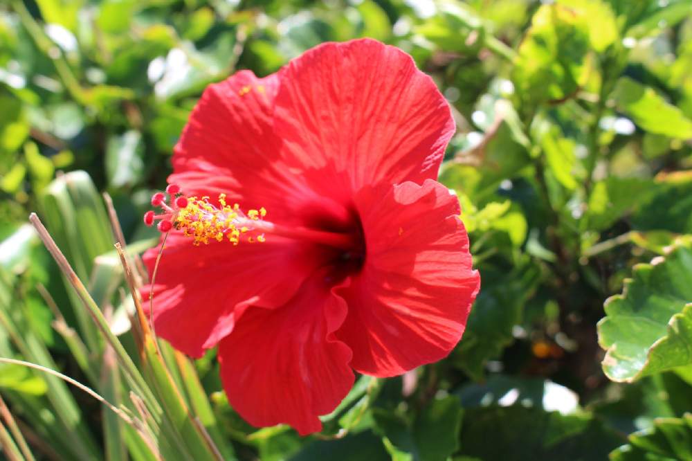 ハイビスカスの投稿画像 By こつぶさん お出かけ先と赤い花ときれいと色あざやかと今日のお花と赤い花ときれいと色あざやかと今日のお花 21月7月11日 Greensnap グリーンスナップ Greensnap グリーンスナップ