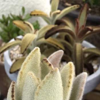 兎シリーズの投稿画像一覧 Greensnap グリーンスナップ