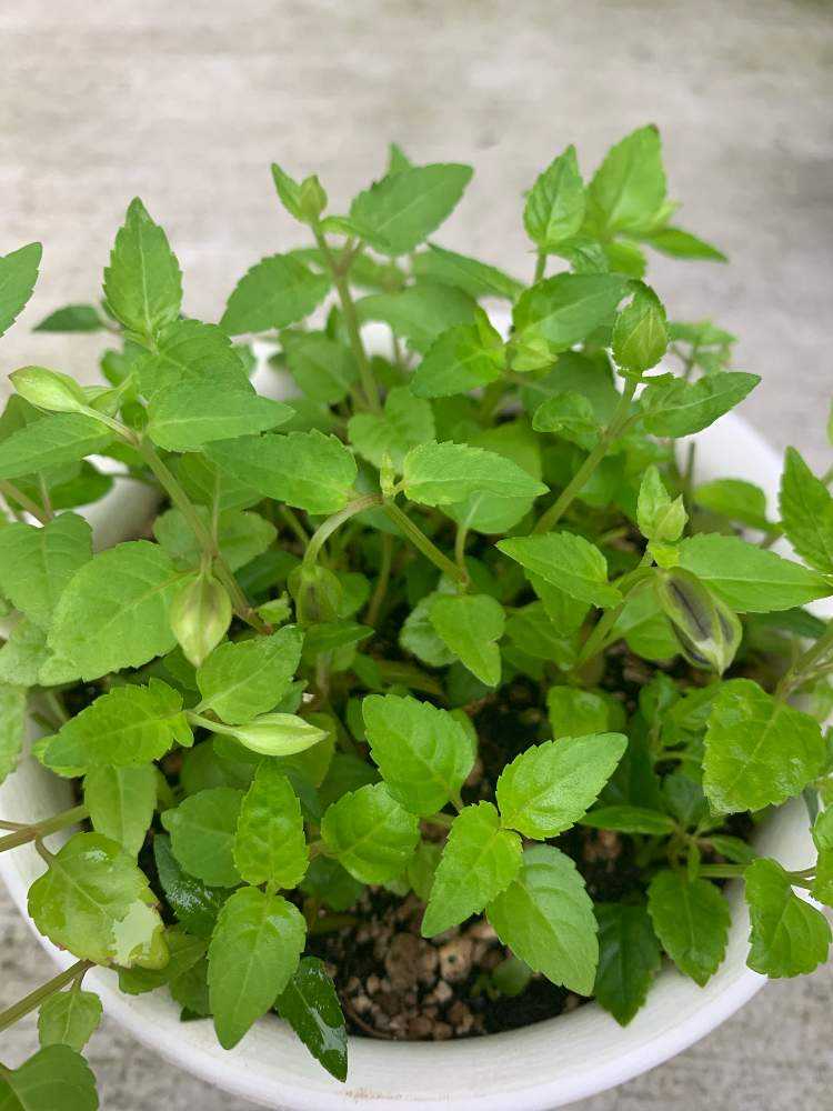 トレニアカタリーナブルーリバーの冬越しと挿し木 Greensnap グリーンスナップ