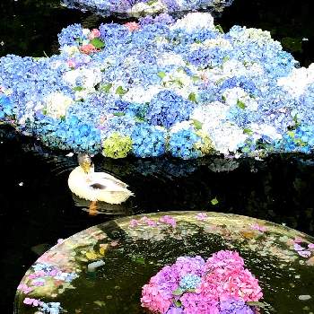 雨引観音の投稿画像一覧 Greensnap グリーンスナップ