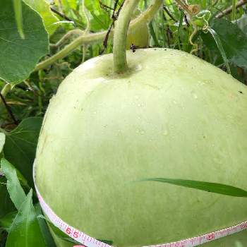 夕顔の実の投稿画像一覧 Greensnap グリーンスナップ